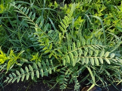 Astragalus canadensis