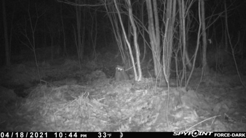 Common Raccoon photographed in Vermont