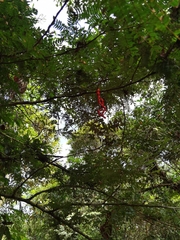 Cojoba costaricensis