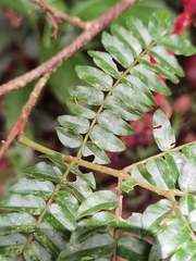 Cojoba costaricensis