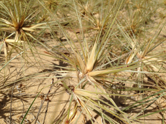 Spinifex hirsutus