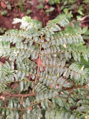 Cojoba costaricensis