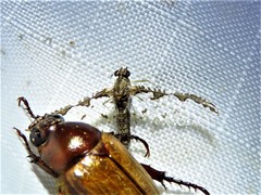 Callibaetis pretiosus