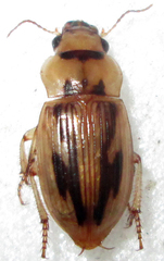 Bradybaenus opulentus