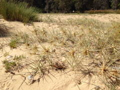 Spinifex hirsutus