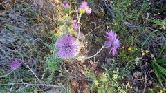 Galactites tomentosus