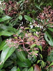 Miconia rhodopetala