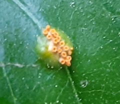 Puccinia lagenophorae