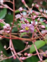 Miconia rhodopetala