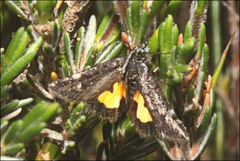 Heliothela oreias