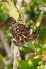 Heliothela oreias