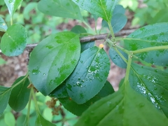 Puccinia lagenophorae