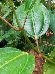 Miconia rhodopetala