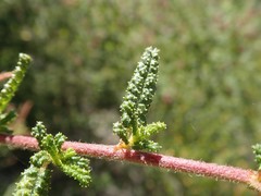 Ceanothus papillosus papillosus