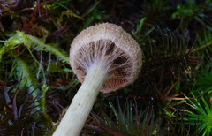 Cortinarius angelesianus