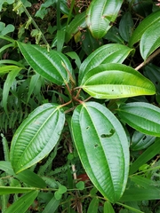 Miconia rhodopetala