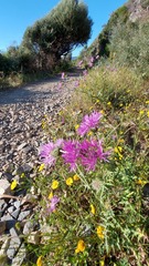 Galactites tomentosus