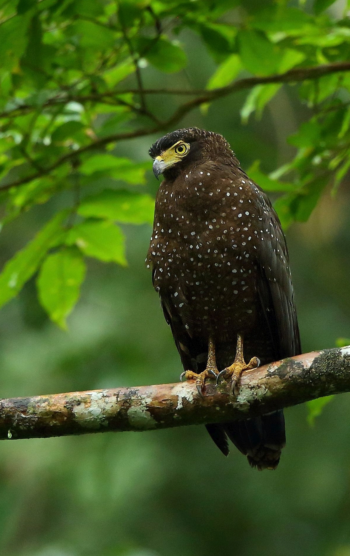 Andaman Serpent-Eagle illustration