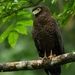 Andaman Serpent-Eagle - Photo (c) Albinjacob, some rights reserved (CC BY-SA)