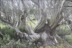 Eucalyptus pauciflora niphophila