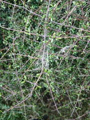 Coprosma propinqua propinqua