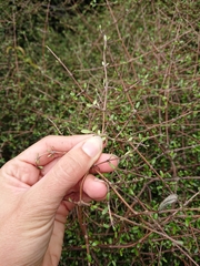 Coprosma propinqua propinqua