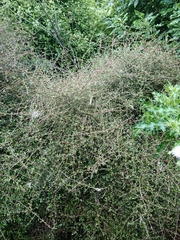 Coprosma propinqua propinqua