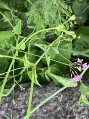 Commicarpus