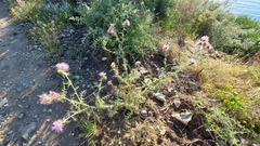Galactites tomentosus