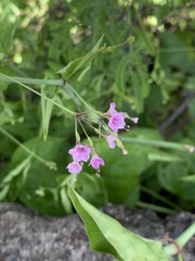 Commicarpus