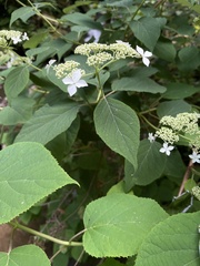 Hydrangea radiata