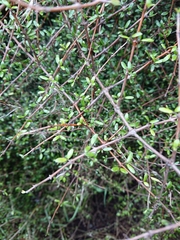 Coprosma propinqua propinqua