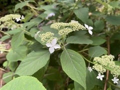 Hydrangea radiata