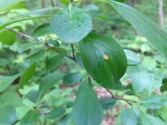 Puccinia lagenophorae