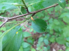 Puccinia lagenophorae