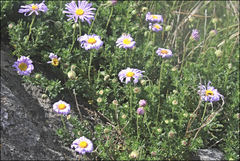 Brachyscome rigidula