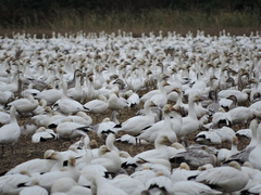 Anser caerulescens caerulescens
