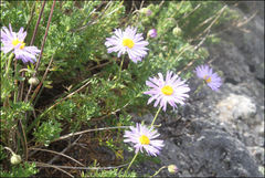 Brachyscome rigidula