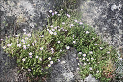 Brachyscome rigidula