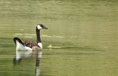 Branta canadensis moffitti