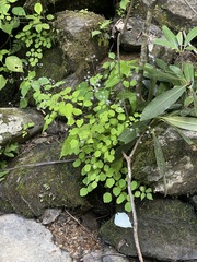 Thalictrum clavatum