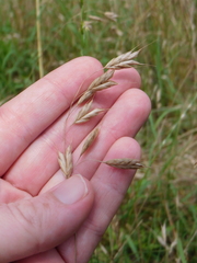 Bromus secalinus
