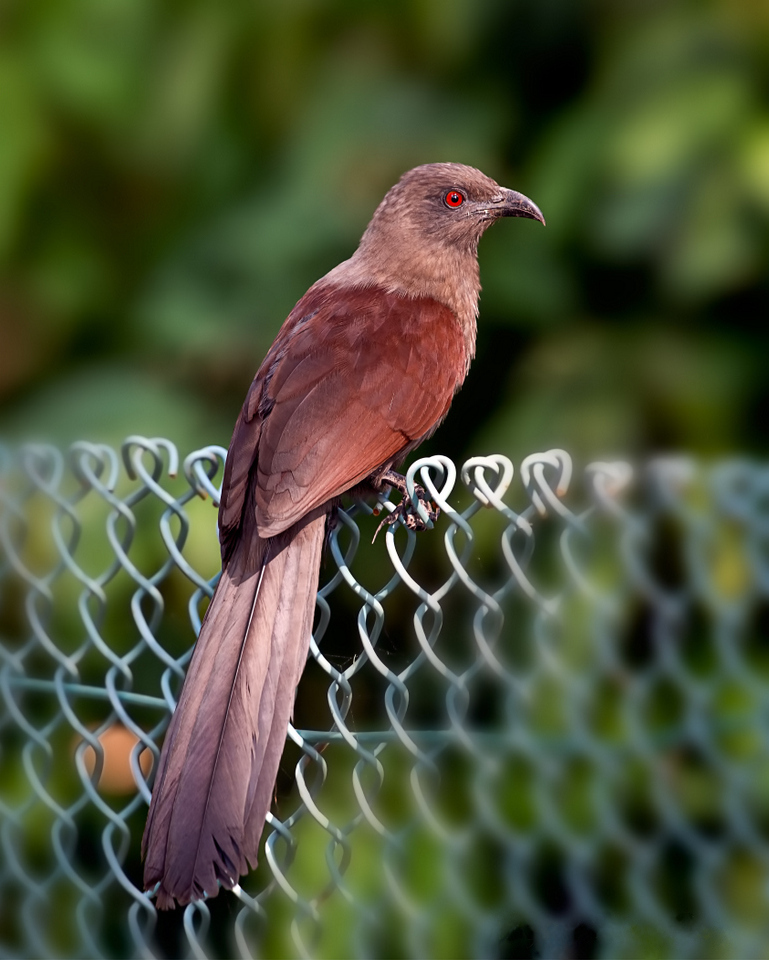 Andaman Coucal photo