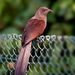 Andaman Coucal - Photo (c) Antony Grossy, some rights reserved (CC BY-SA)