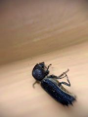 Amphicerus galapaganus