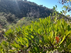 Euclea schimperi daphnoides