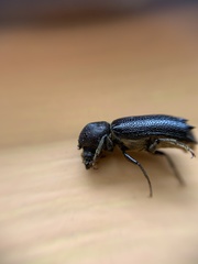 Amphicerus galapaganus