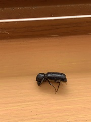 Amphicerus galapaganus