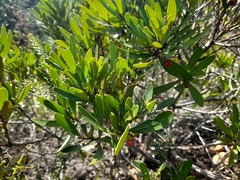 Euclea schimperi daphnoides