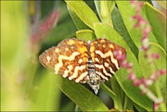 Chrysolarentia chrysocyma